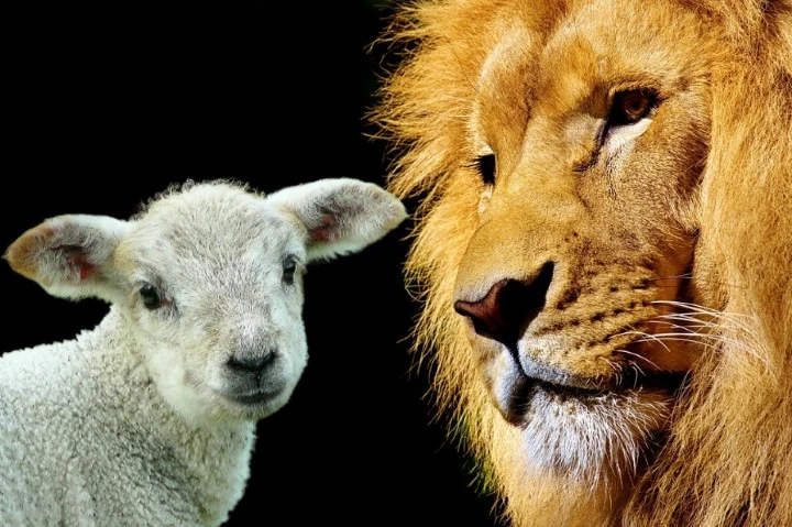 The Lamb who was slain, the Lion of Judah